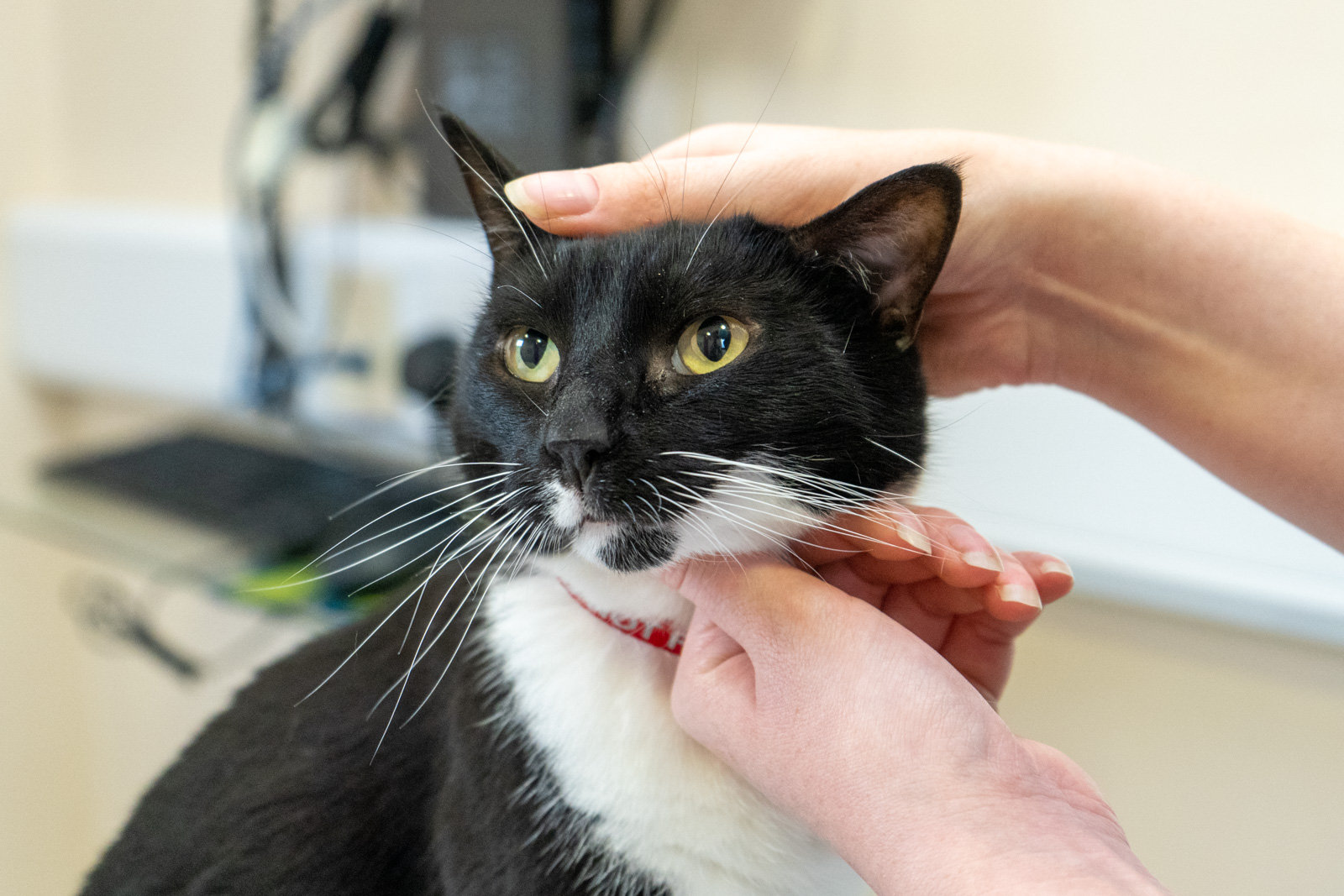 Pet Travel Certificates Mark Nelson Vets